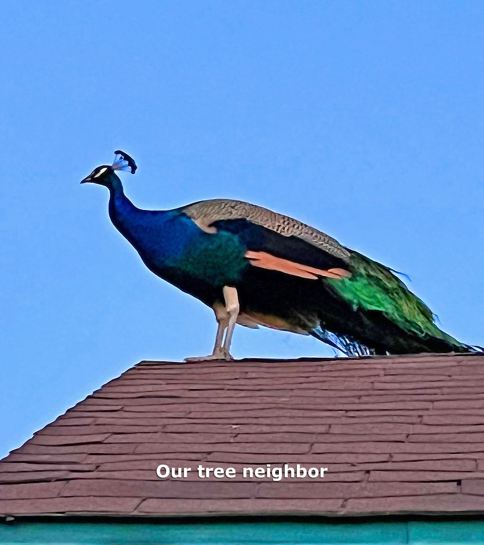 Nextdoors Peacock